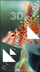 Philippines - Underwater life # 3