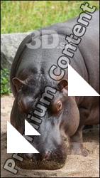 Hippo # 2