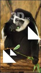 Guereza