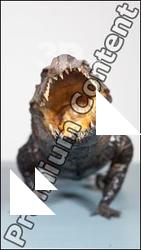 Crocodile