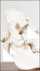Skull I