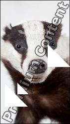 Badger