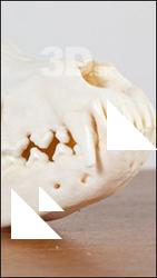 Skull III