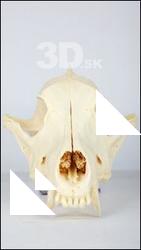 Dog skull