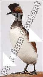 Wild bird # 2