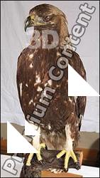 Hawk