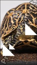 Turtle # 4