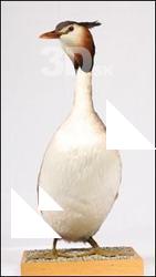 Bird # 8
