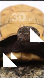 Turtle # 5