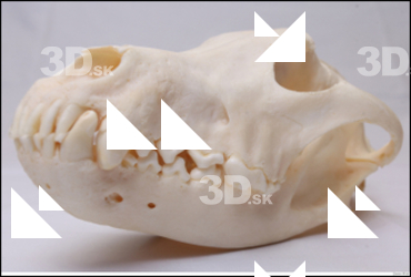  Skull Wolf # 3 
