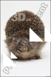  Hedgehog - Erinaceus europaeus # 3 