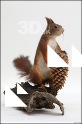   Squirrel # 2 