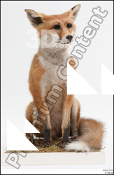  Fox # 2 