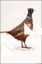  Pheasant # 2 
