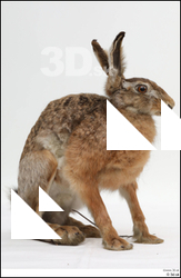  Hare # 1 