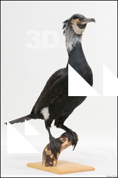  Bird # 9 