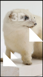  Weasel 