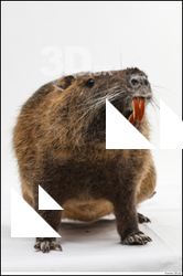  Nutria  (Myocastor Coypus)