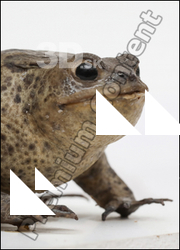  Toad # 2 (Bufo bufo) 