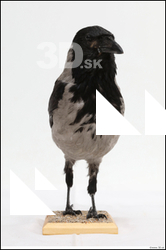  Carrion crow  (Corvus corone)