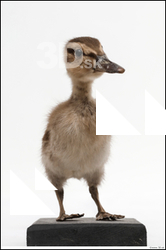  Wild duck (Anas platyrhynchos) 