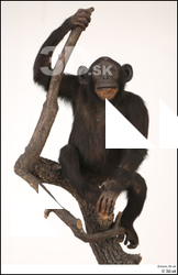  Chimpanzee Bonobo 