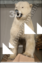  Polar bear 