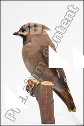  Bohemian waxwing (Bombycilla garrulus) 