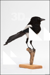  Common magpie (Pica pica) 