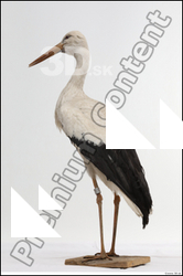  Black stork (Ciconia negra)