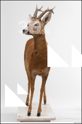  European roe deer (Capreolus capreolus)