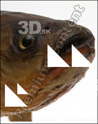 Common chub Squalius cephalus 