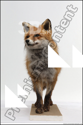  Red fox (Vulpes vulpes)