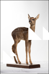  Deer doe (Capreolus capreolus)