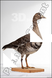  Greater white-fronted goose Anser albifrons 