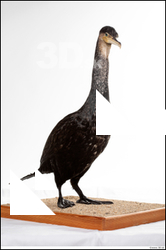  Double-crested cormorant Phalacrocorax auritus 