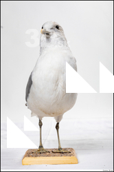  Common gull Larus Canus 
