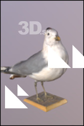 Common gull (Larus Canus)