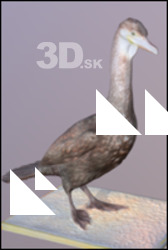 Double-crested cormorant Phalacrocorax auritus