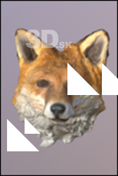 Red fox (Vulpes vulpes)