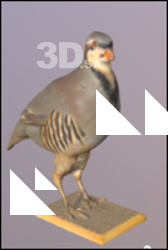 Rock partridge (Alectoris graeca)