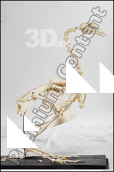  Chicken skeleton 