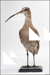  Bird # 11 