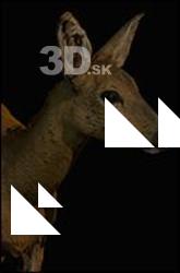 3D Scan of Doe