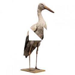 Black Stork Animal Base Scan