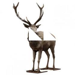White Deer Animal Base Scan
