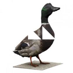 Duck Male Animal Base Scan