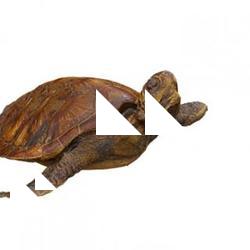 Turtle Animal Base Scan