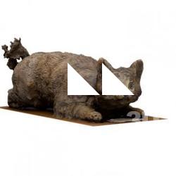 Cat Animal Base Scan