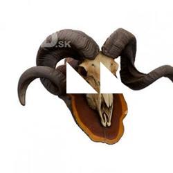Mouflon Skull Animal Base Scan